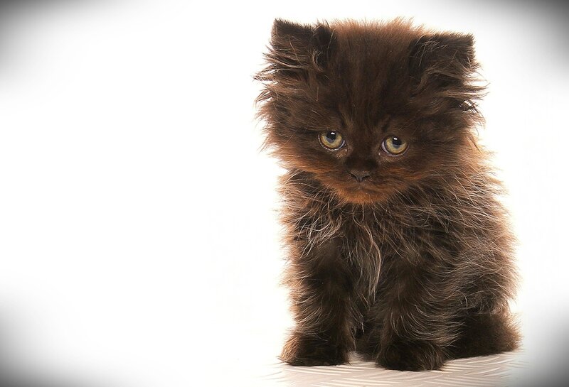 Brown Fluffy Kitten