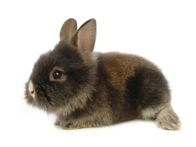 Brown Fluffy Rabbit