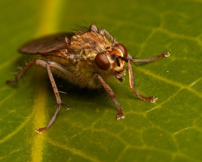 Brown Fly on Leaf