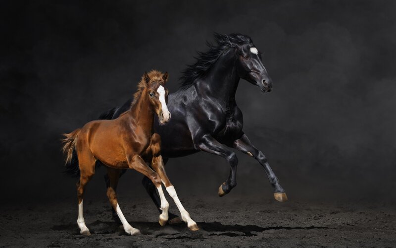 Brown Foal and Black Horse