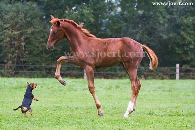 Brown Foal and Dog