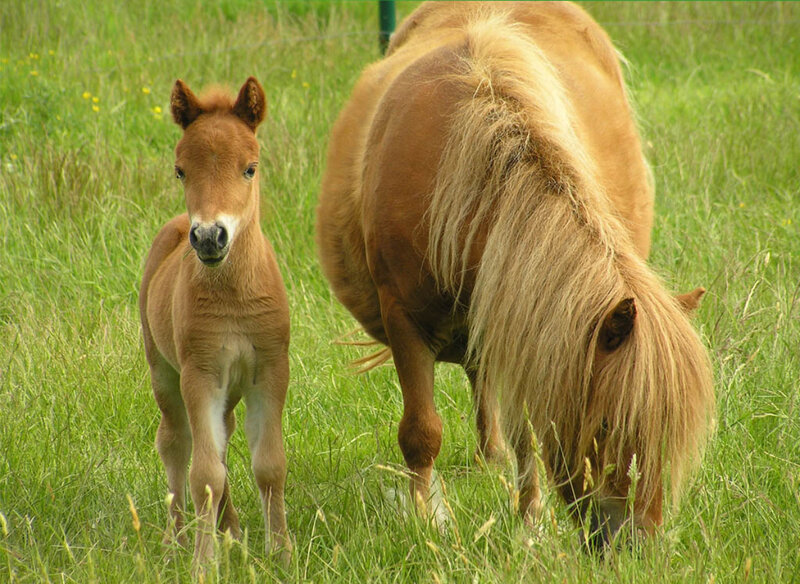 Brown Foal and Mare