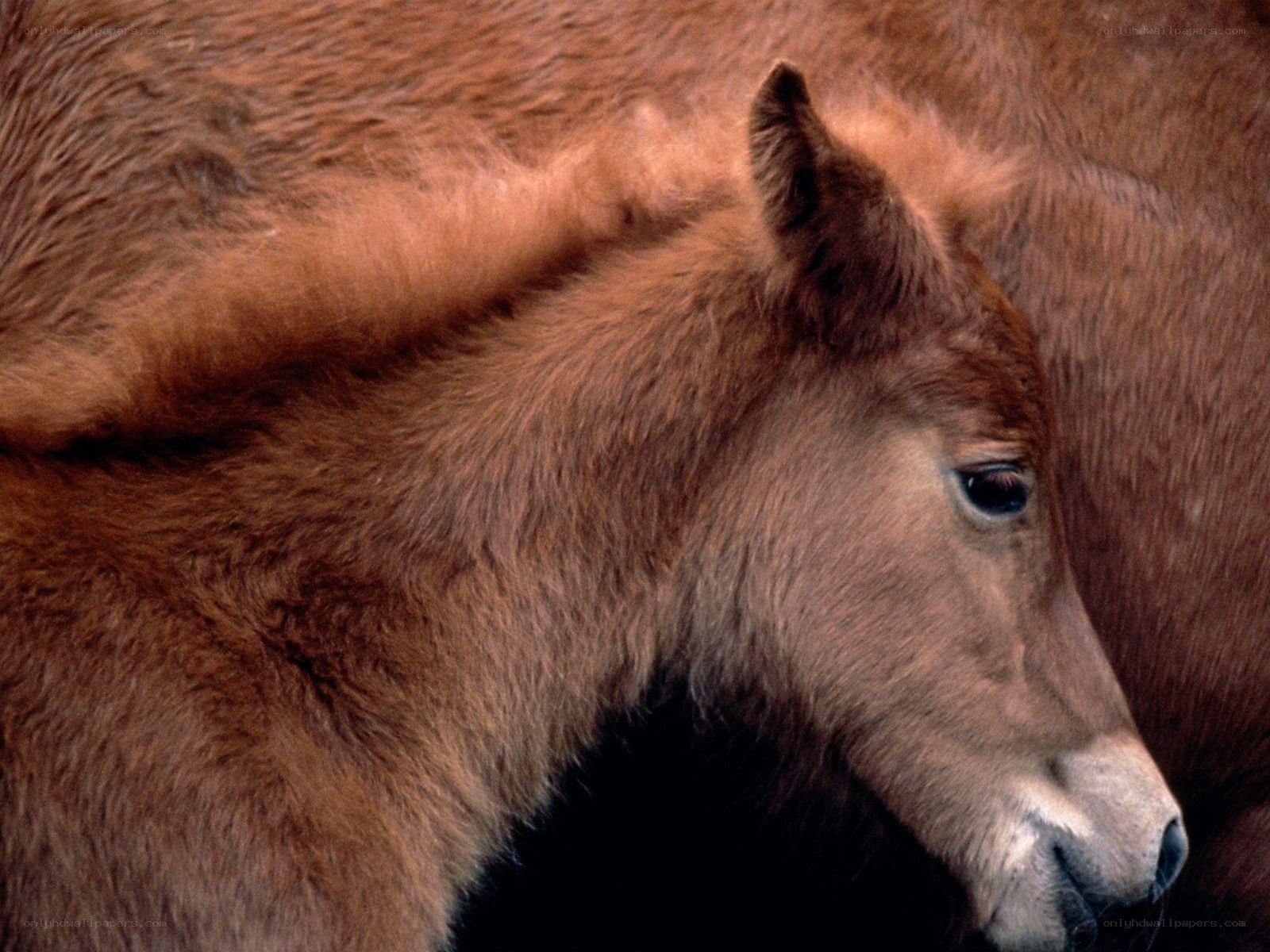 brown foal close-up