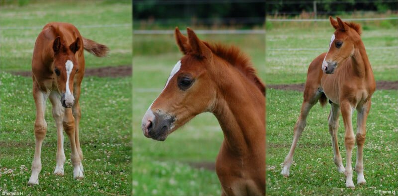 Brown Foal in Field — Calm, Afternoon