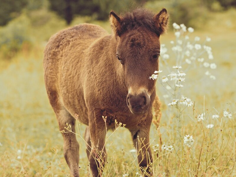 Brown Foal in Field — Calm