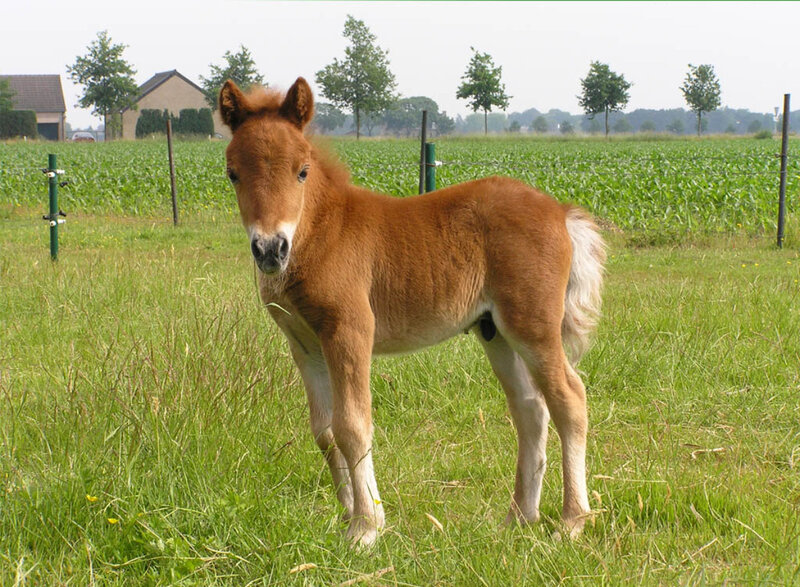 Brown Foal in Field — Green, Calm, Afternoon, Photograph
