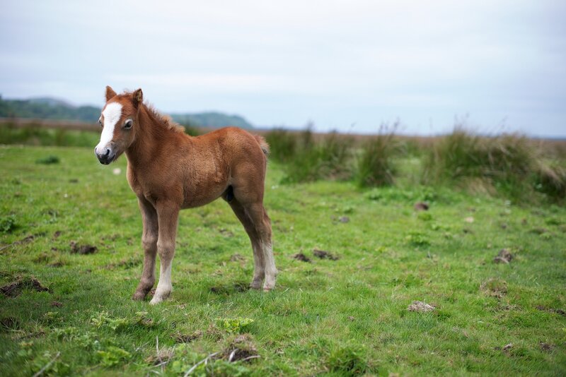 Brown Foal in Field — Green, Calm, Morning, Photograph