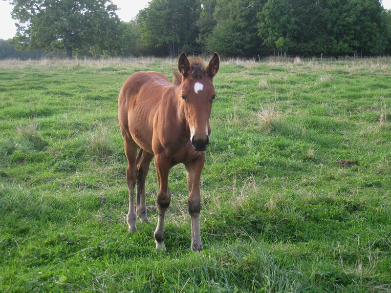 Brown Foal in Field — Green, Calm, Morning