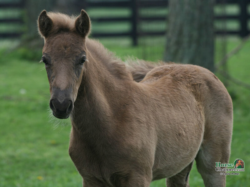 Brown Foal in Field — Green, Calm