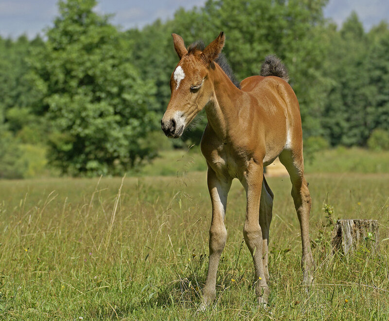 Brown Foal in Field — Green, Serene, Afternoon