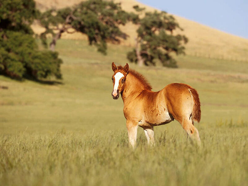 Brown Foal in Field — Green, Serene