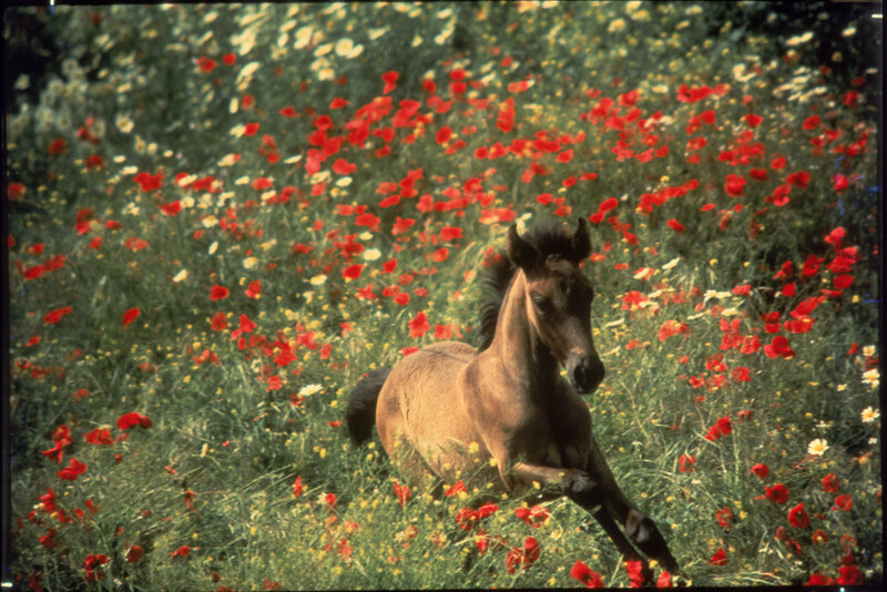 Brown Foal in Field — Green