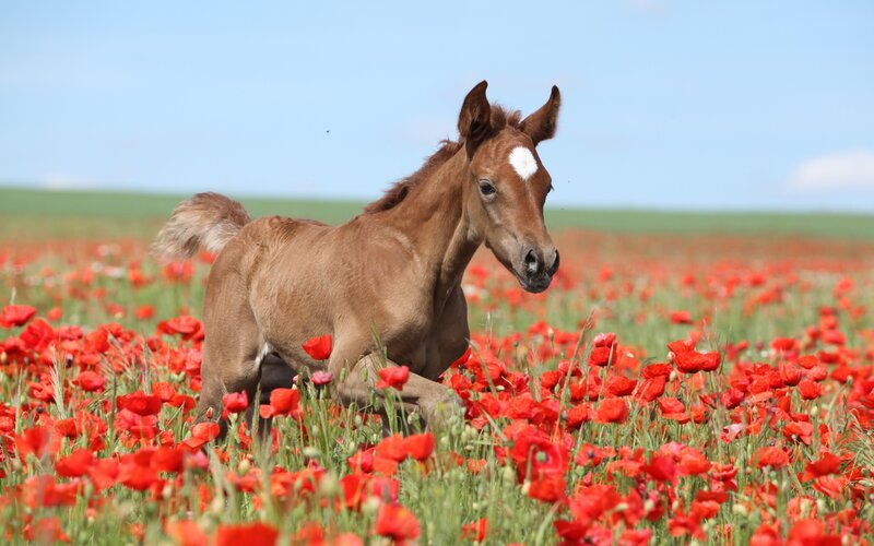 Brown Foal in Field — Red