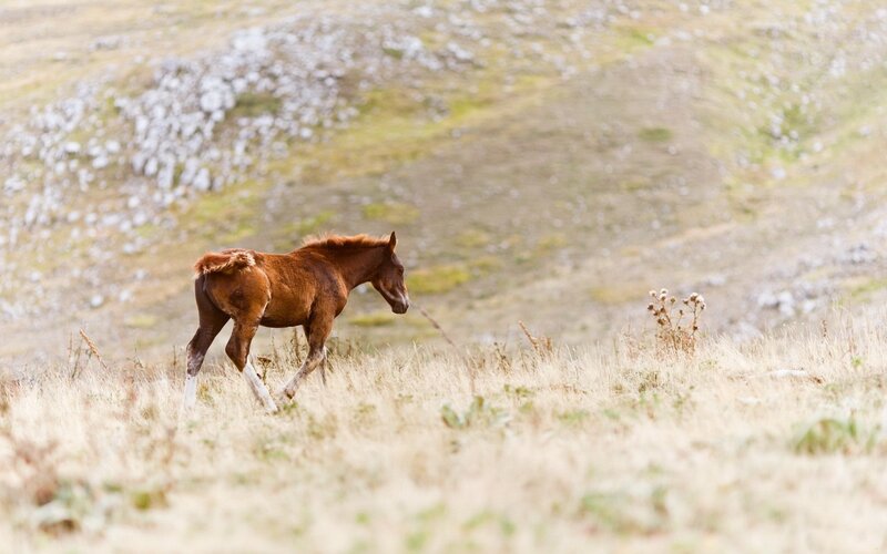 Brown Foal in Field — Serene, Afternoon