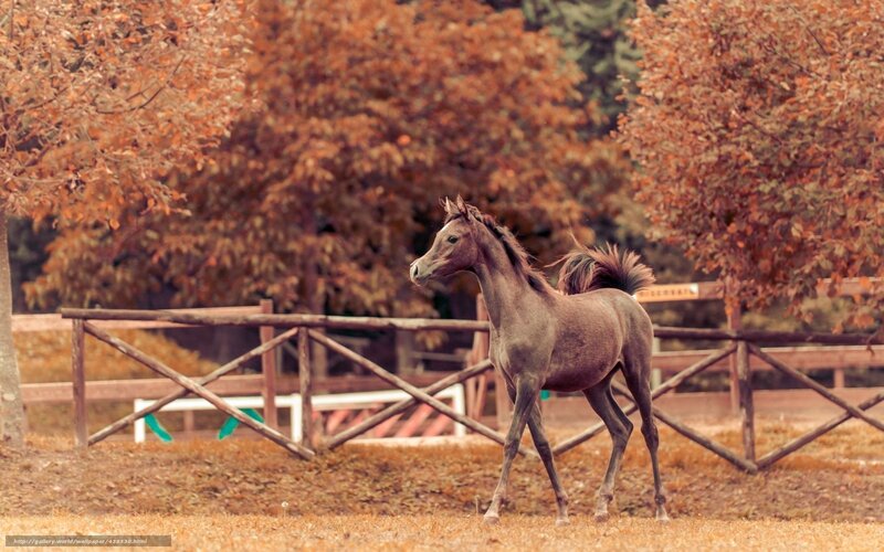 Brown Foal in Field — Serene, Autumn