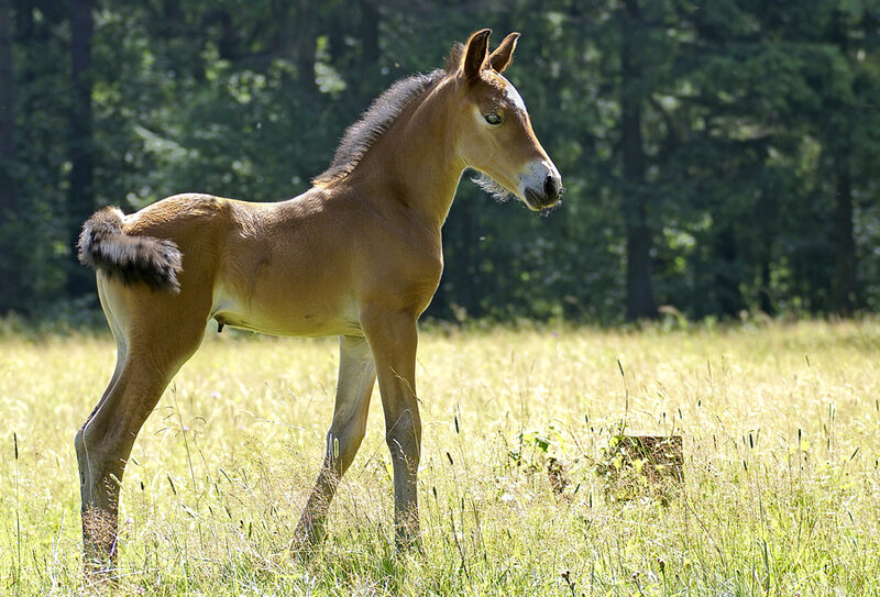 Brown Foal in Field — Serene