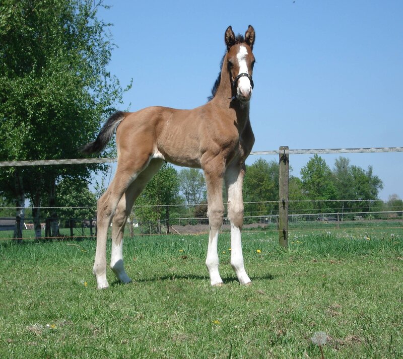 Brown Foal in Field