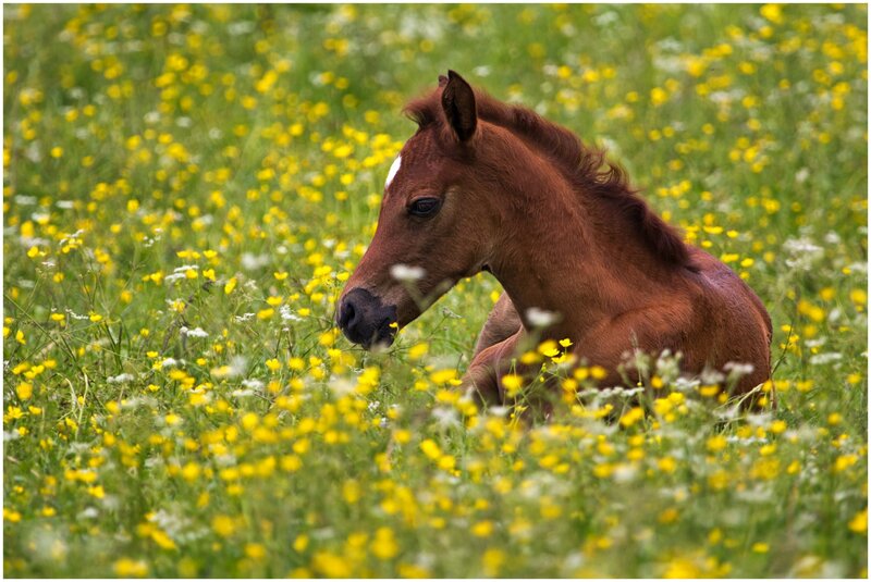 Brown Foal in Field — Yellow, Serene, Spring, Photograph