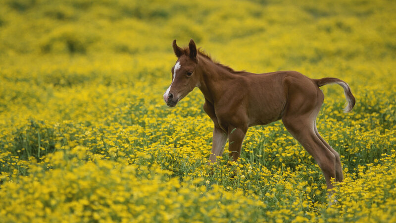 Brown Foal in Field — Yellow, Serene, Spring