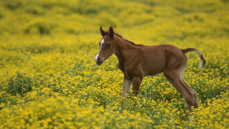 Brown Foal in Field — Yellow, Serene
