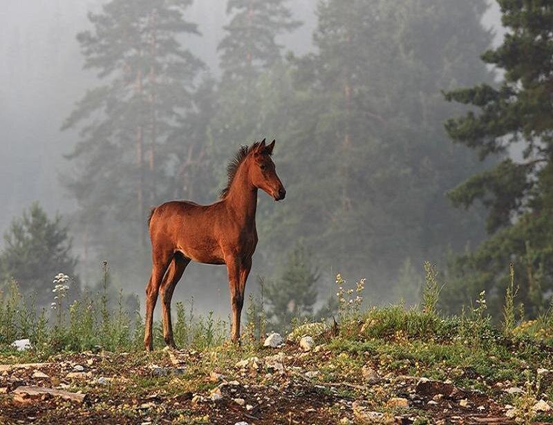 Brown Foal in Forest — Serene