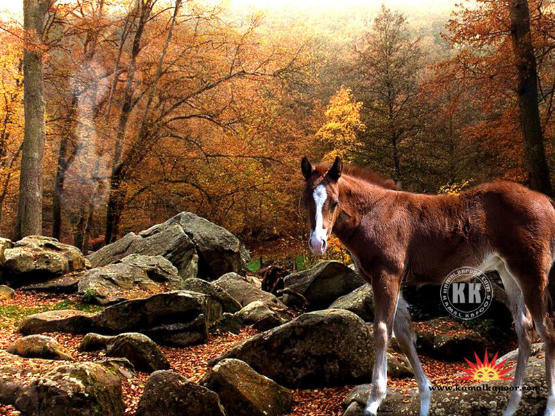 Brown Foal in Forest
