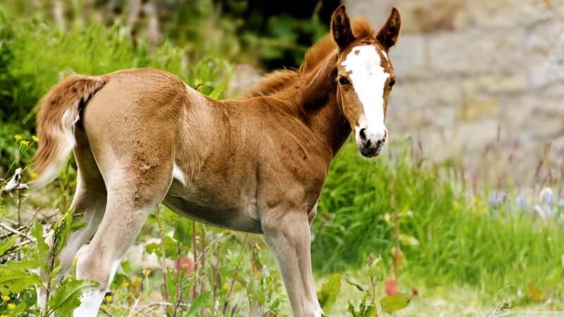 Brown Foal in Grass — Calm