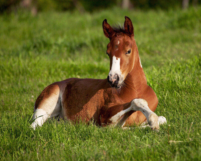 Brown Foal in Grass — Green, Calm, Afternoon, Photograph