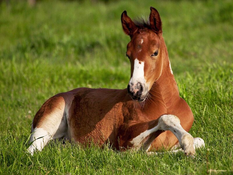 Brown Foal in Grass — Green, Calm, Afternoon