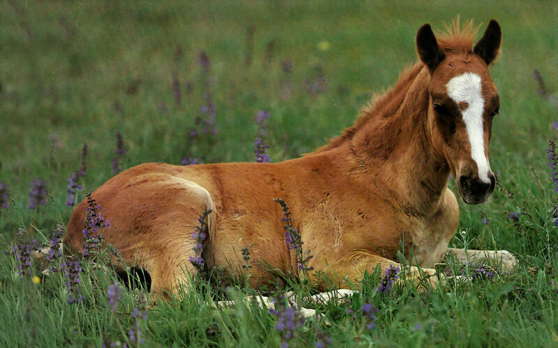 Brown Foal in Grass — Green, Calm, Summer