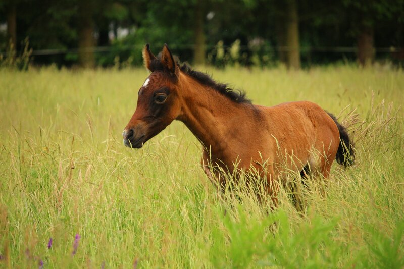 Brown Foal in Grass — Green, Serene