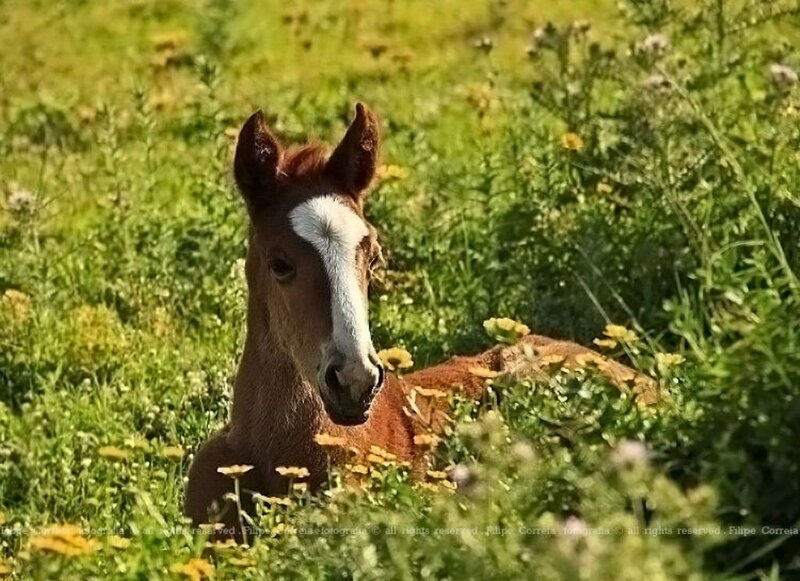 Brown Foal in Grass — Green