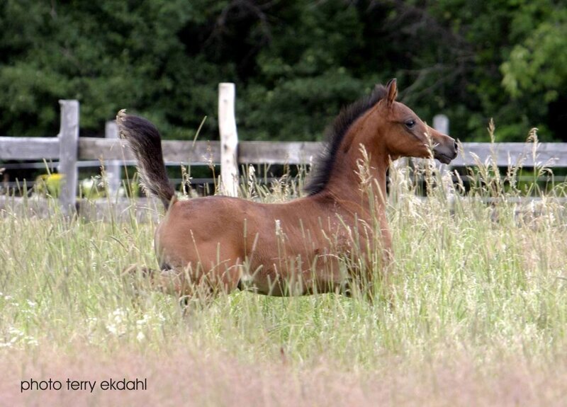 Brown Foal in Grass