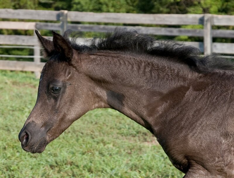 Brown Foal in Pasture