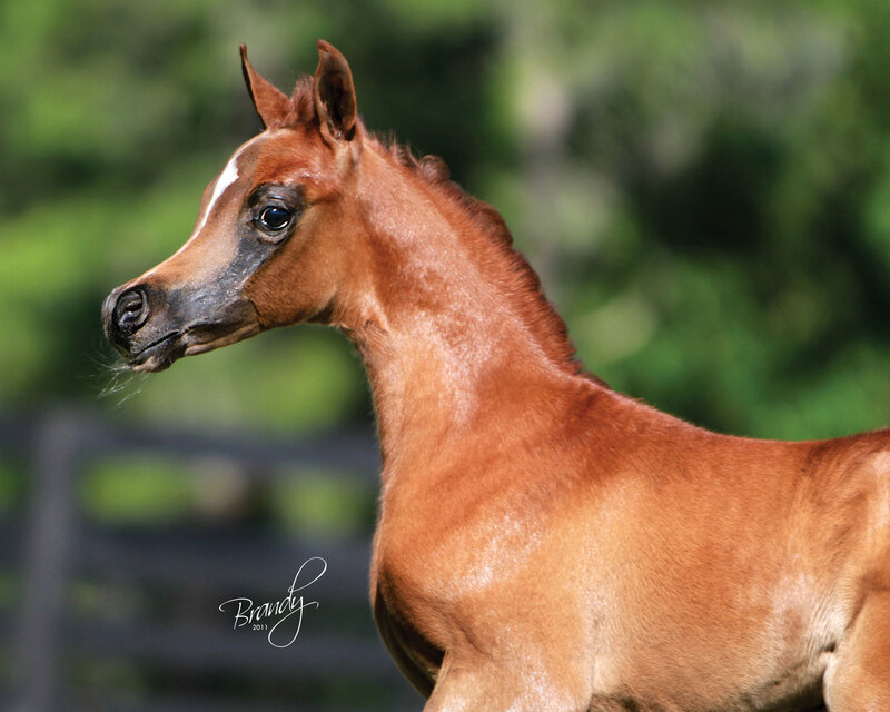 Brown Foal in Profile