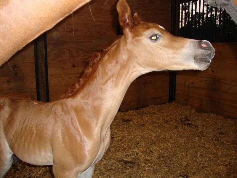 Brown Foal in Stall