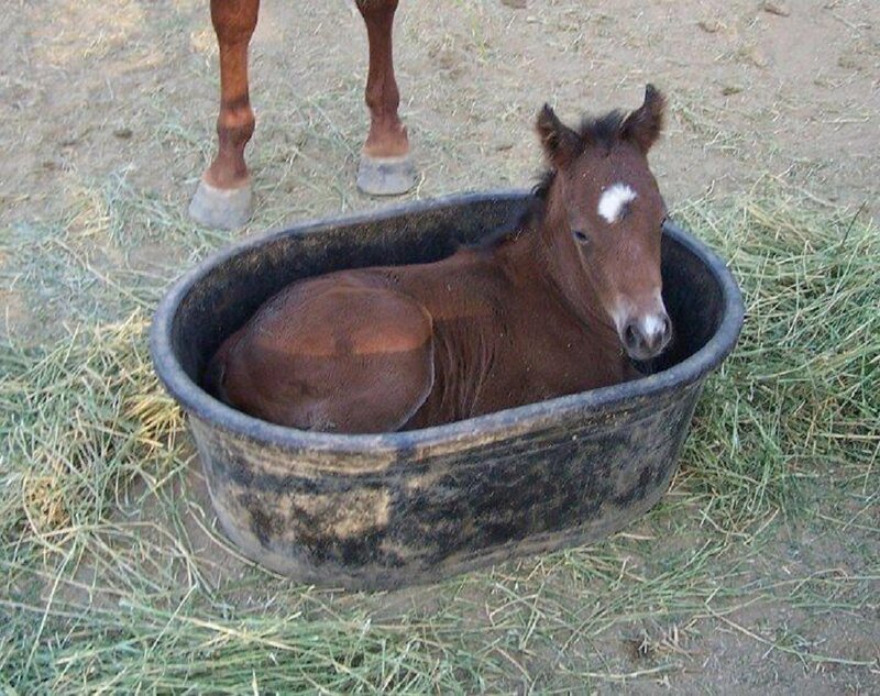 Brown Foal in Tub