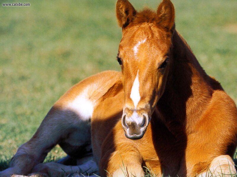 Brown Foal Lying Down — Calm, Afternoon