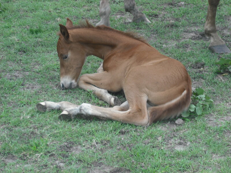 Brown Foal Lying Down — Calm, Photograph