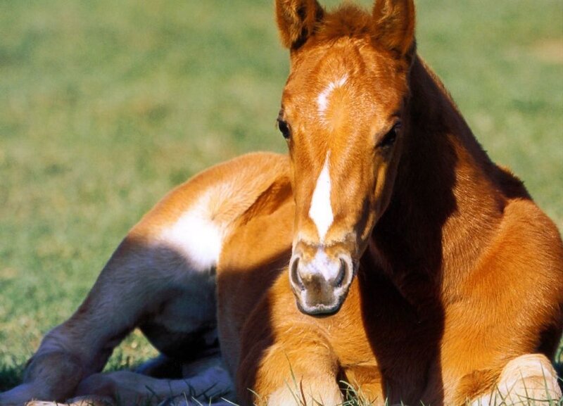 Brown Foal Lying Down — Calm