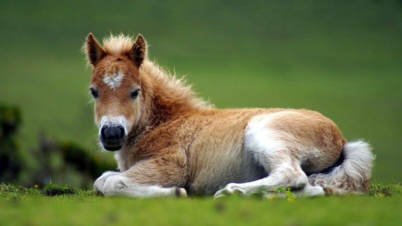 Brown Foal Lying Down — Green, Calm, Afternoon, Photograph, Grass, Field, White