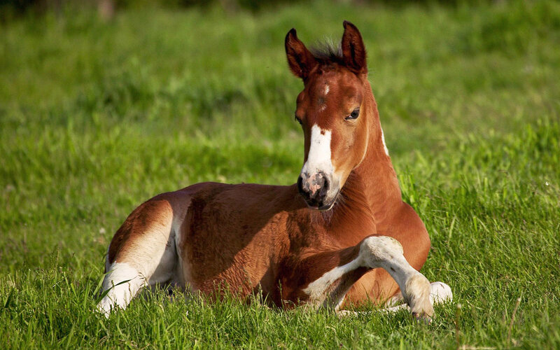 Brown Foal Lying Down — Green, Calm