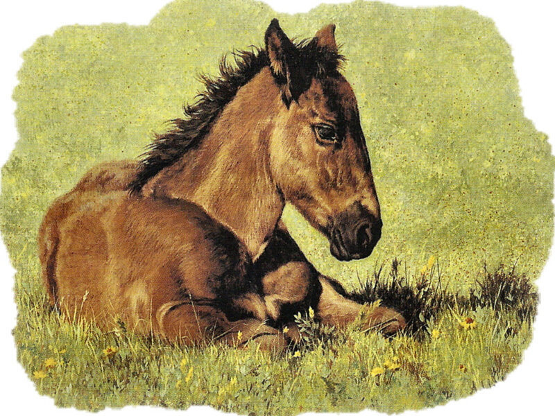 Brown Foal Lying Down — Green