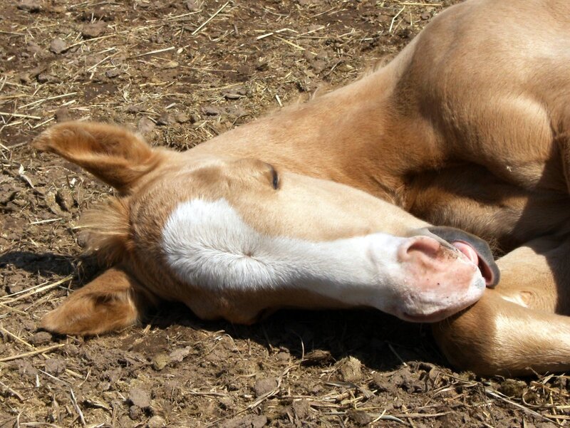 Brown Foal Lying Down