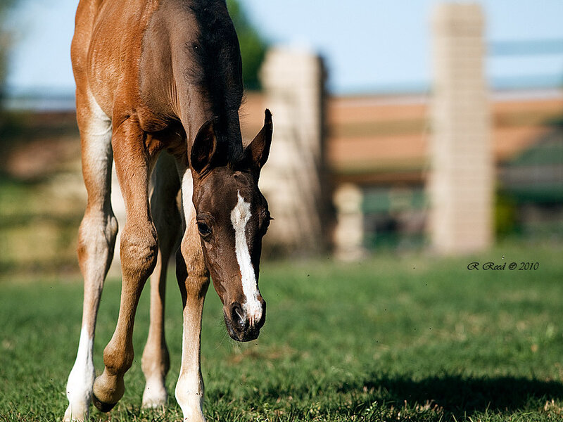Brown Foal on Grass