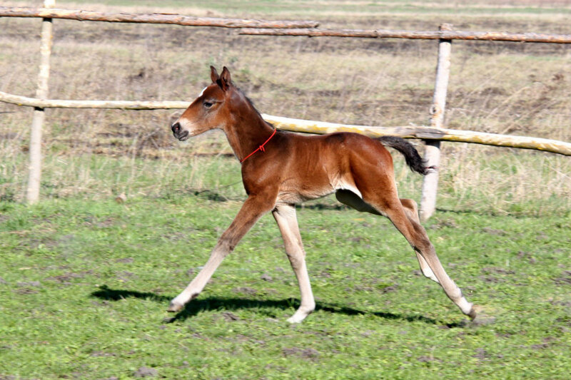 Brown Foal Running — Active, Afternoon, Photograph, Fence