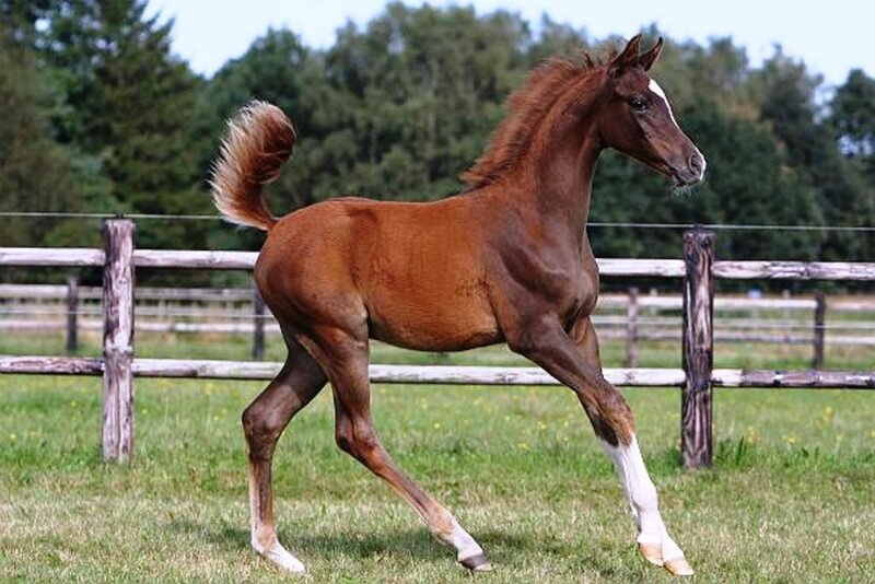 Brown Foal Running — Active, Afternoon, Photograph