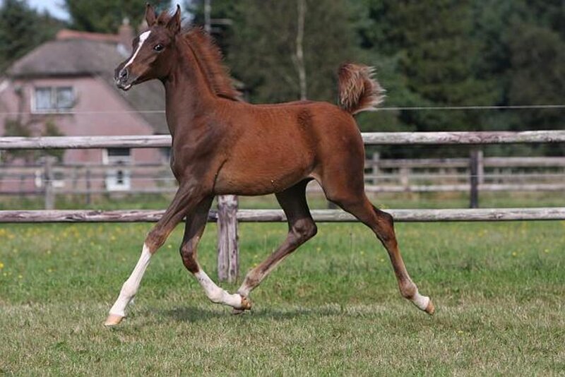 Brown Foal Running — Active, Afternoon