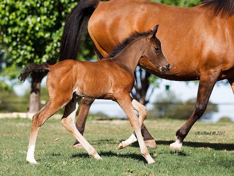 Brown Foal Running — Active