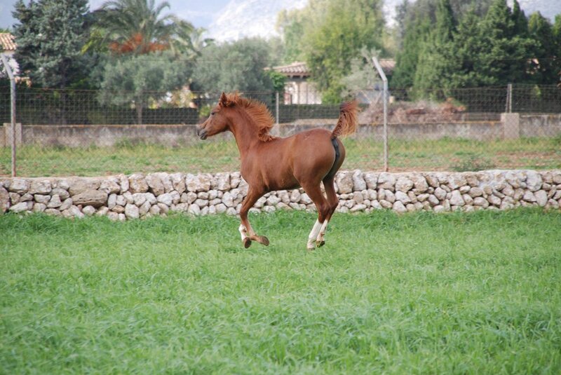 Brown Foal Running — Green, Active, Afternoon, Photograph, Grass Field, Stone Wall